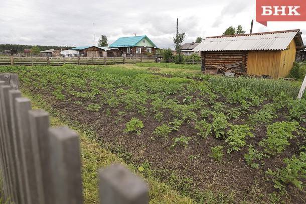 В Коми на четверть снизился урожай картофеля