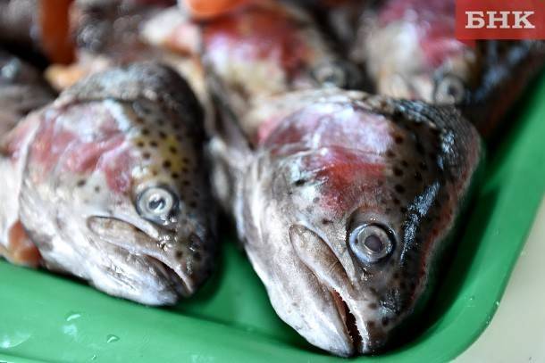 Россельхознадзор предупредил жителей Коми о рыбе с паразитами