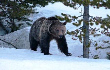В Печоре браконьеру назначен судебный штраф за незаконную добычу медведицы