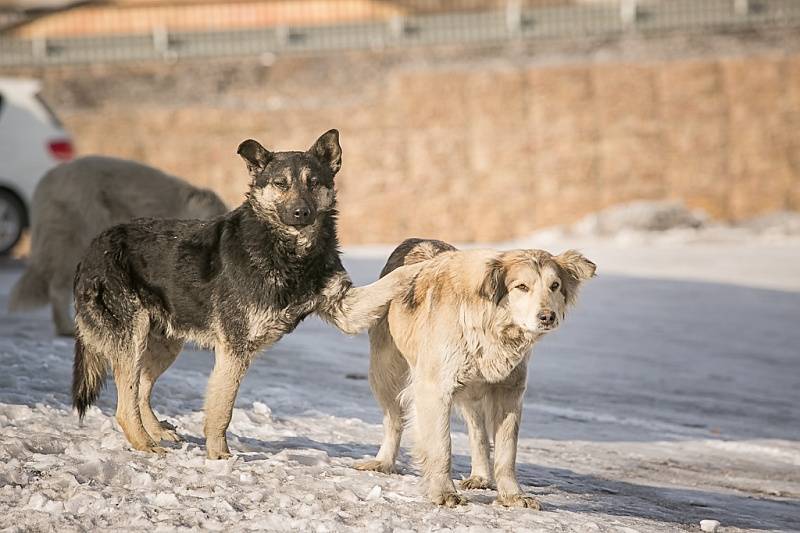 Госсовет Коми готовит обращение в Федеральное Собрание и Правительство РФ по проблеме безнадзорных собак