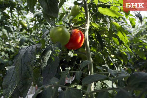 В Сосногорске «Северный поток» и «Гнездо голубки» не прошли проверку