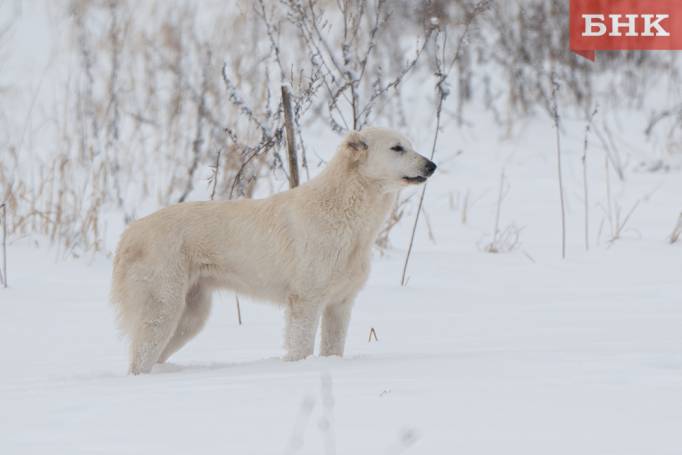Следователи возбудили уголовное дело после жалоб жителей Вуктыла на бездомных собак