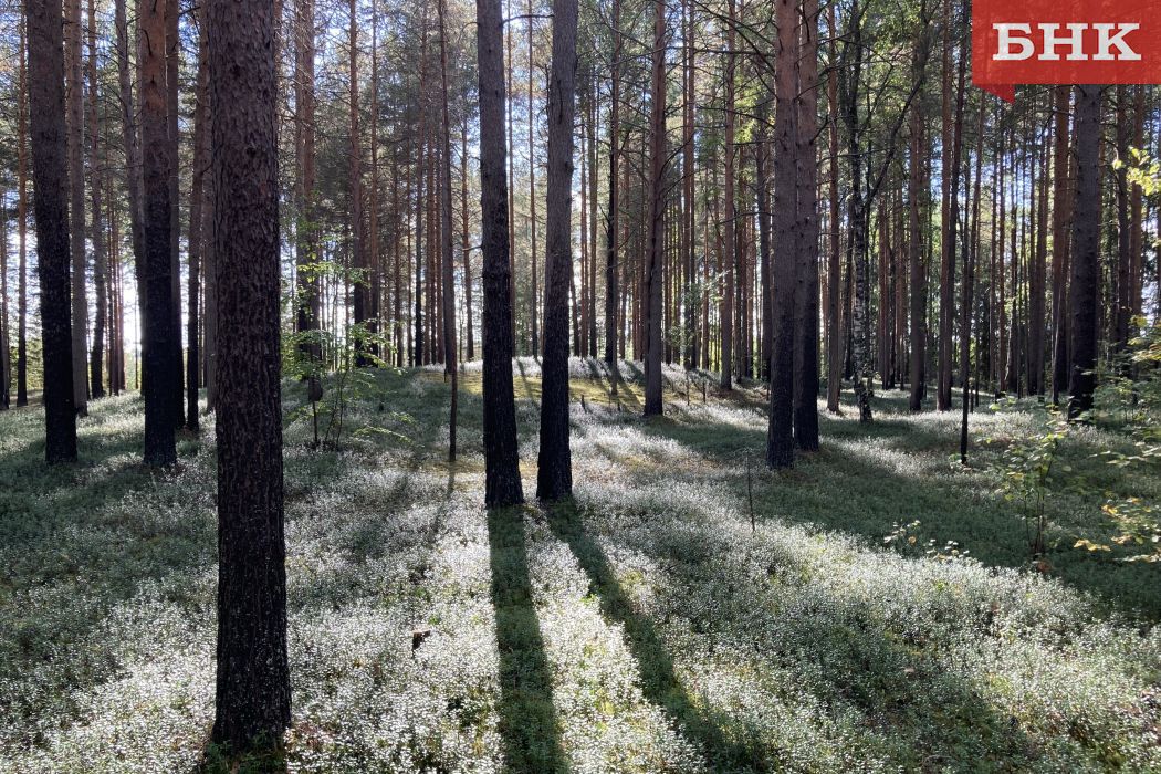 В Коми сняли ограничения на посещение лесов