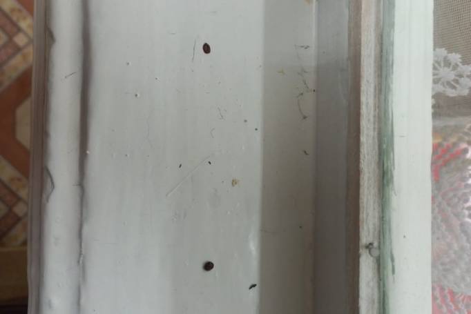 В усть-вымском детском садике обнаружили клопов