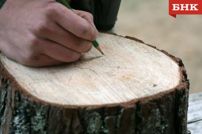 Бывший лесничий из Койгородского района осужден за взятки