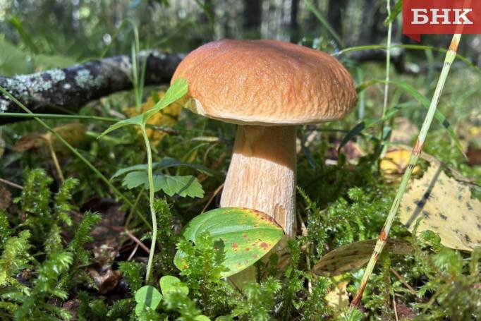 Диетолог посоветовала включить в рацион грибы и овсянку