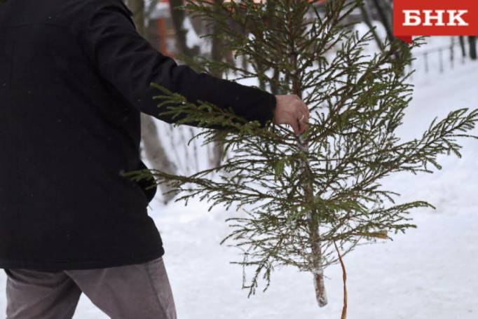 В Коми «подорожали» незаконно срубленные ели