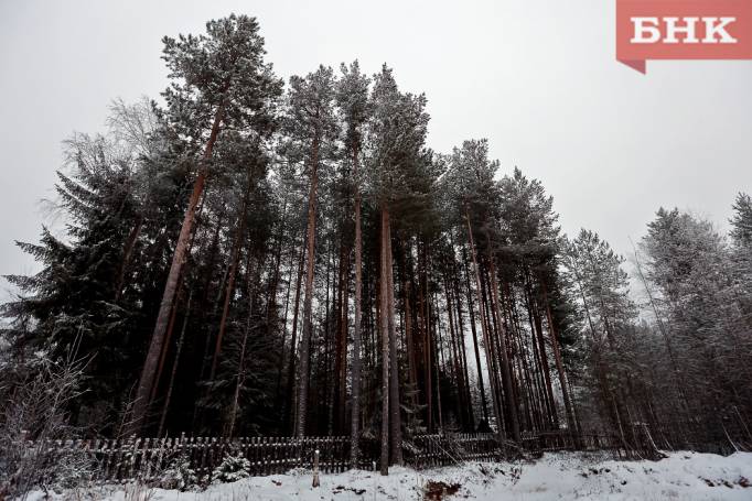 С жителя Троицко-Печорска 10 лет не взыскивали ущерб за вырубку сосен