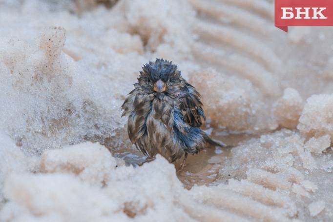 Умеренный южный ветер и небольшой снег: какой будет пятница в Коми