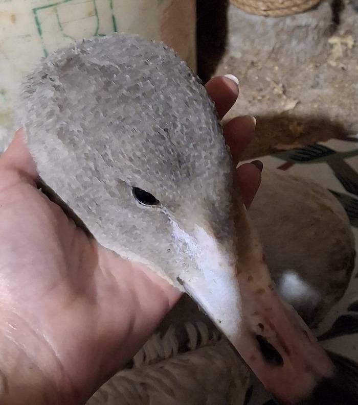 lebed3.jpg lebed3.jpg