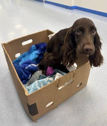 Щенка со сломанным позвоночником из Коми прооперировали