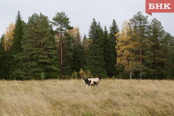 Над Княжпогостским районом запускают беспилотники
