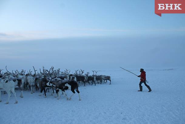 В Коми отправят на убой 12 тысяч оленей