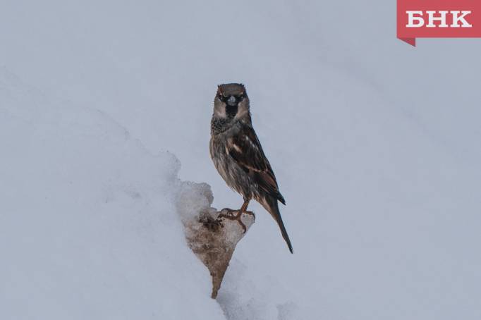 Гололед и небольшой снег прогнозируют в Коми