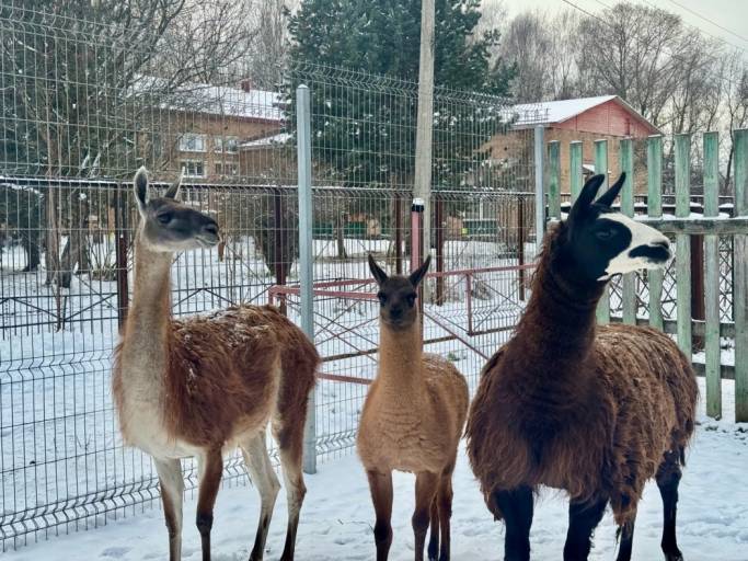 Новорожденной ламе из Сыктывкара дали имя греческого героя