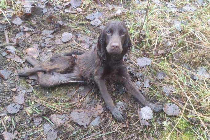 В Удорском районе собирают деньги на операцию для спаниеля со сломанным позвоночником