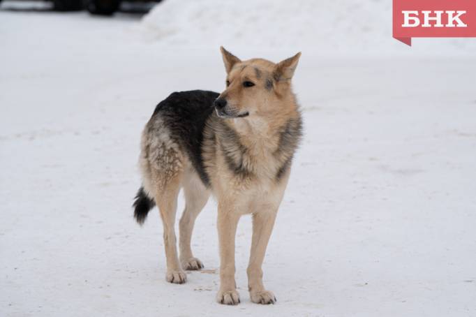 Александр Бастрыкин узнал о собачьей проблеме в Вуктыле