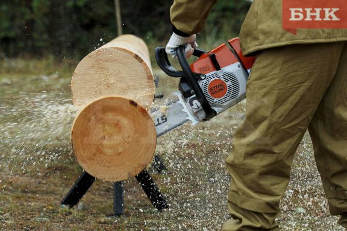 Вынесен приговор по делу о рубке краснокнижных кедров в Печорском районе