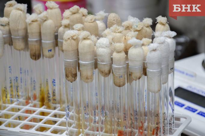 Удобрения, биопрепараты, сорбенты и ферменты: как биотехнологи в Коми превращают отходы в доходы