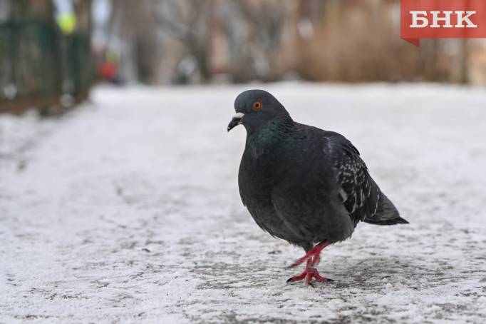 Жителей Вуктыла призвали помочь зимующим птицам